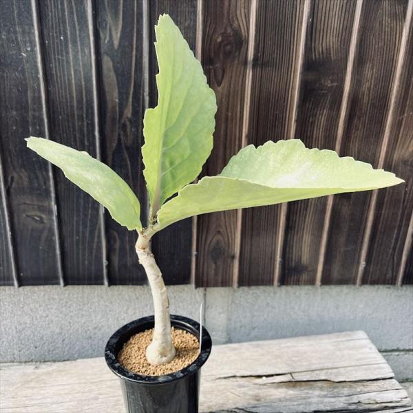 コーデックス：キフォステンマ ユッタエ 葡萄亀 実生*M 塊幅3cm