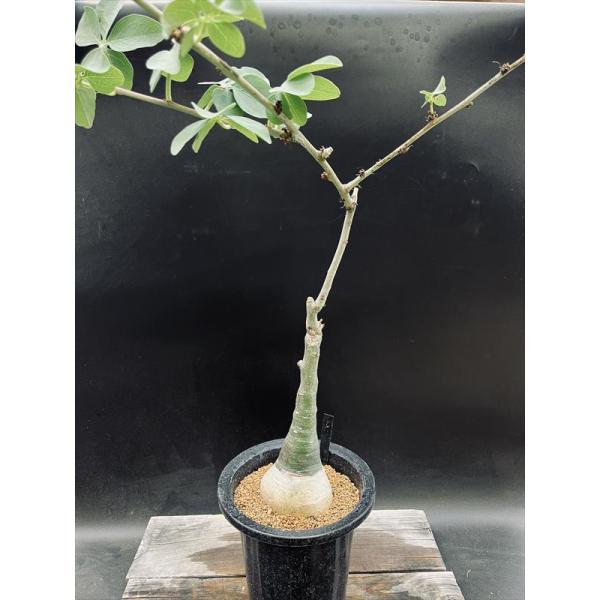 アデニアグラウカ 幹幅6.0cm 実生 美しい樹形 塊根植物 コーデックス