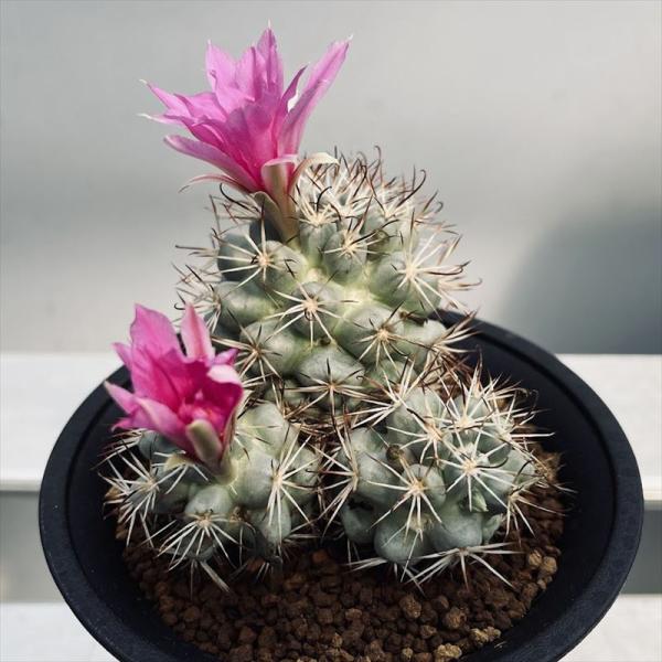 一点物】‼️実生 コレクション ミラリア白刺蓬莱宮 特選大株 花