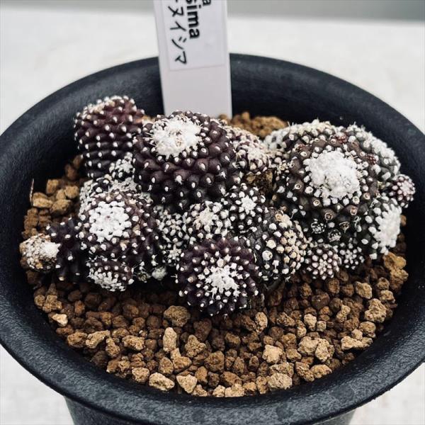 サボテン：コピアポア テヌイシマ*幅6cm 現品！一品限り : 遊恵盆栽