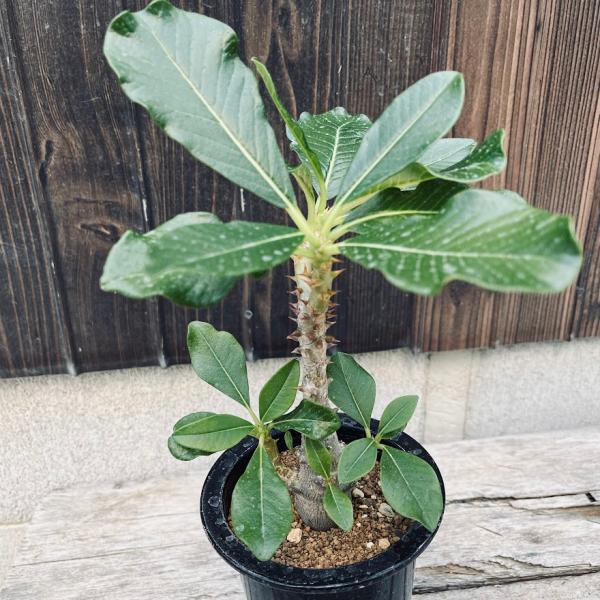 y-bonsai_s12496v y-bonsai_s12496v