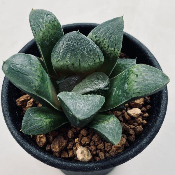多肉植物：ハオルチア 阪井氏スプリング交配*S 幅6.5cm : 遊恵盆栽