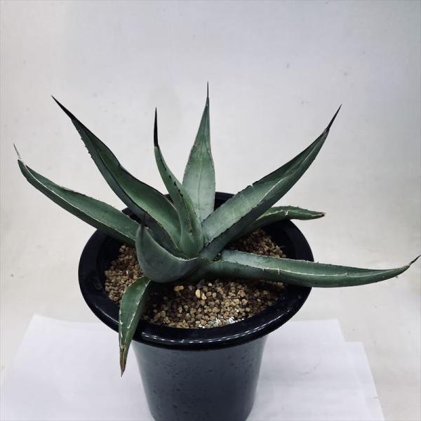 多肉植物：アガベ ニグラ シャークスキン*幅23cm 現品！一品限り