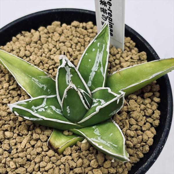 多肉植物：アガベ 広葉笹の雪*幅5cm : 遊恵盆栽 Yahoo!店 - 通販