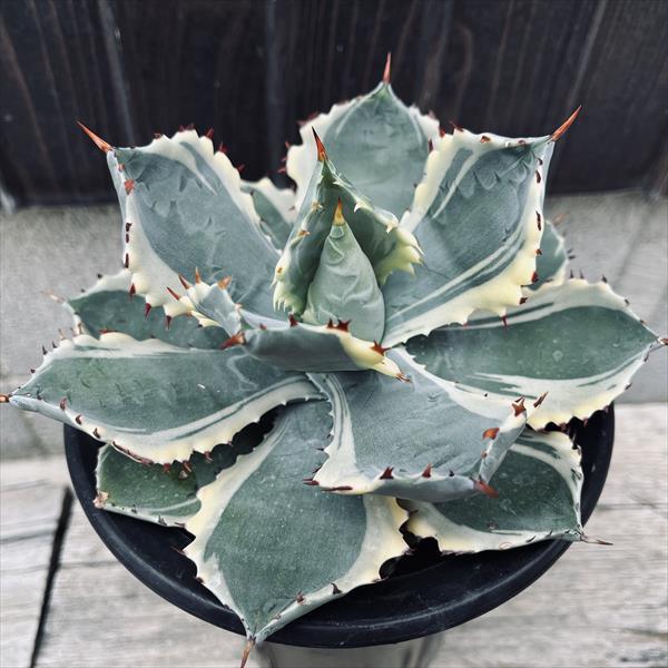 多肉植物：アガベ 甲蟹錦（カブトガニニシキ）*幅17cm 現品！一品