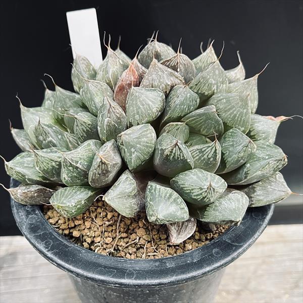 多肉植物：ハオルチア オブツーサhyb.*幅13cm 現品！一品限り : 遊恵