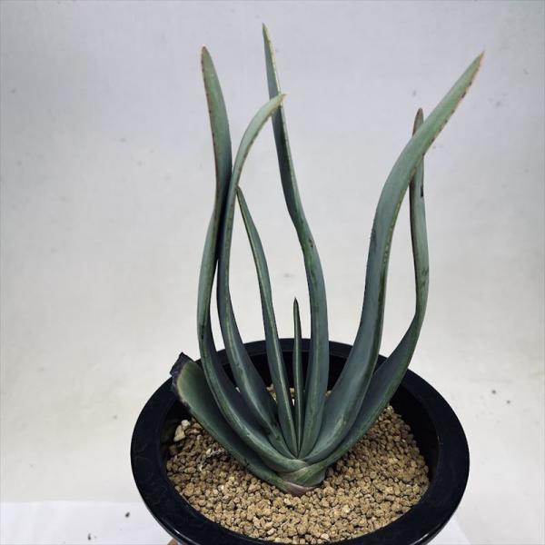 多肉植物：アロエ プリカティリス*幅8cm 現品！一品限り : 遊恵盆栽