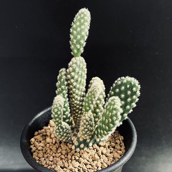 ウチワサボテン：ゴールデンバニー*幅5.5cm : 遊恵盆栽 Yahoo!店