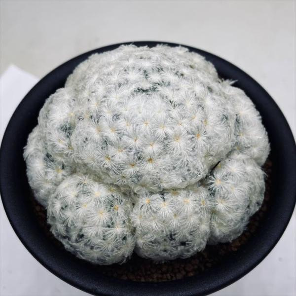 激レア マミラリア 白星 サボテン 大型 激レア マミラリア 白星 サボテン 大型 - メルカリ