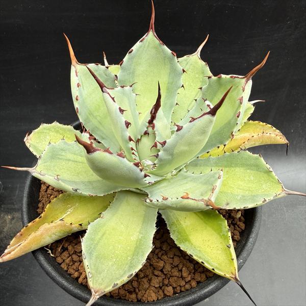 多肉植物：アガベ 吉祥冠錦 中斑*幅10cm : 遊恵盆栽 Yahoo!店 - 通販