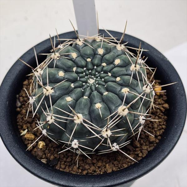 超特大　ギムノカリキウム　リオグラデンセ　希少種　陶器鉢のまま発送　サボテン 超特大 ギムノカリキウム リオグラデンセ 希少種 陶器鉢のまま