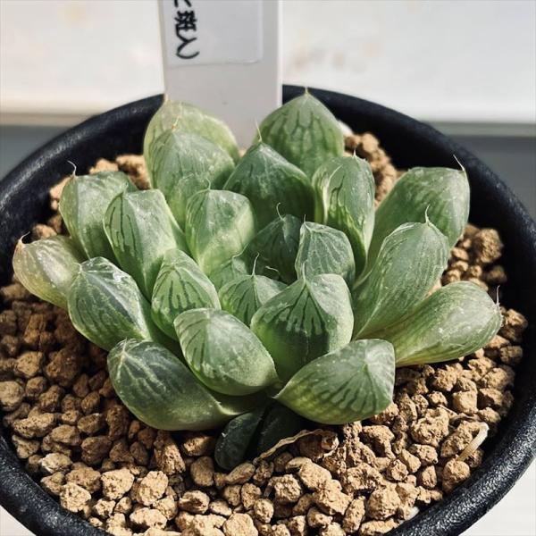 多肉植物：ハオルチア マリン*ちらっと斑入り 幅5cm : 遊恵盆栽