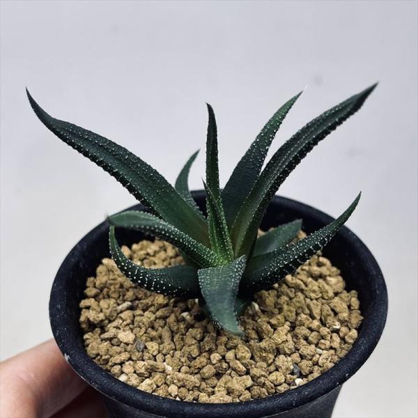 多肉植物：ハオルチア 松の雪*S 幅7cm : 遊恵盆栽 Yahoo!店 - 通販