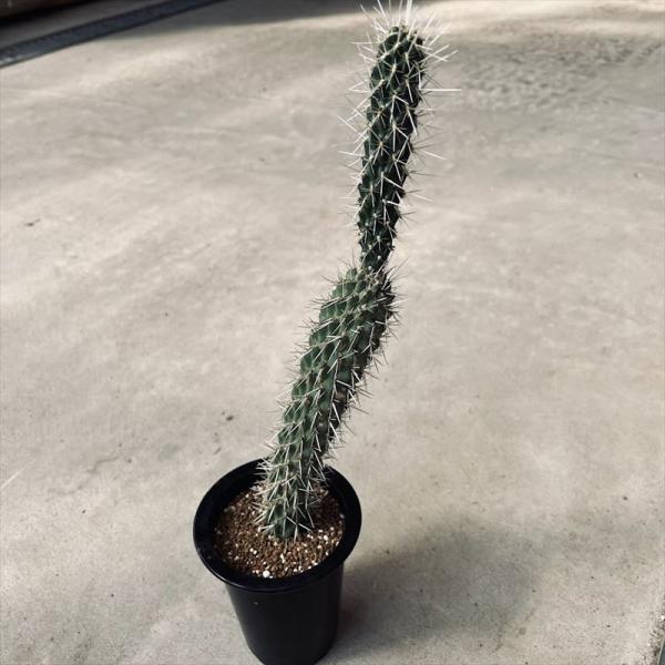 サボテン：キリンドロオプンチア 松嵐*幅4cm ※お届け時に折れて