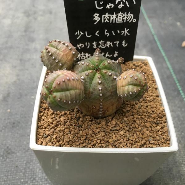 多肉植物:ユーフォルビア・オベサブロウ*幅5cm : 遊恵盆栽 多肉植物:ユーフォルビア・オベサブロウ*幅5cm : 遊恵盆栽