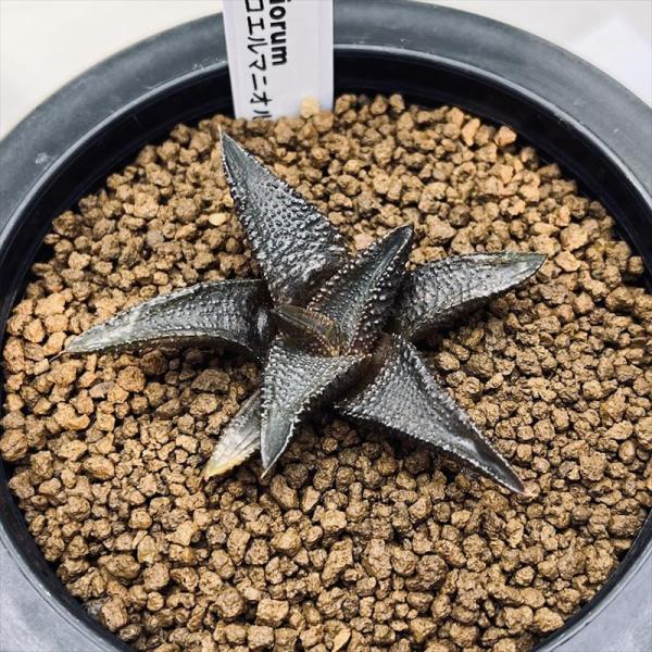 ハオルチオプシス コエルマニオルム 変種 マクマトリー CCM-1 子付 ゆっくり成長》コエル変種｜園芸日記by湯島臥牛｜みんなの趣味の