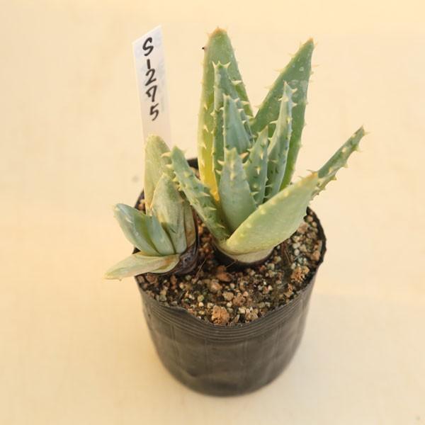 多肉植物：アロエ ロンギスティラ ネリー*7.5cm現品 一品限り : 遊恵