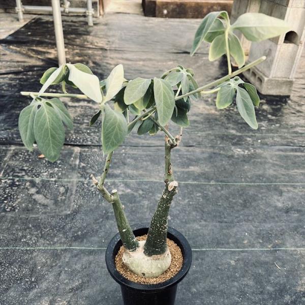 アデニアグラウカ 幹幅6.0cm 実生 美しい樹形 塊根植物 コーデックス