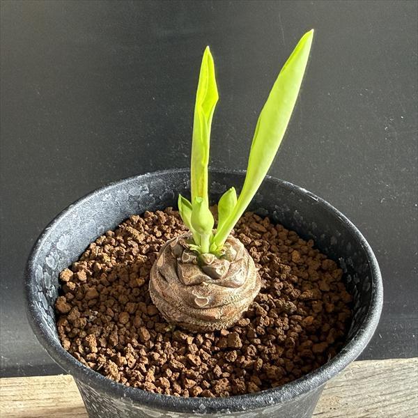 鉄甲丸 (てっこうまる) 雄雌ペア 多肉植物 ユーフォルビア 塊根植物