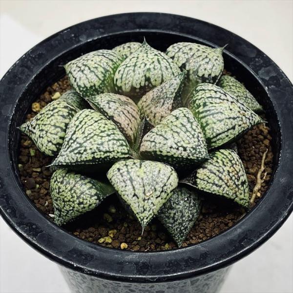 多肉植物：ハオルチア 関西系モザイクピクタ*幅8cm 現品！一品限り