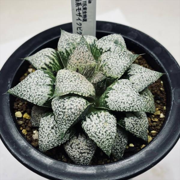 多肉植物：ハオルチア 関西系モザイクピクタ*幅8.5cm 現品！一品限り