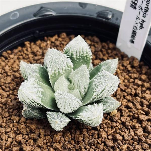 多肉植物 ハオルチア   セール 1株 500円 送料200円 早い者勝ち 3 楽天市場】多肉植物：ハオルチア 緑窓玉扇*幅7cm : 遊恵盆栽