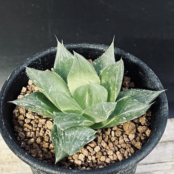 多肉植物：ハオルチア Aロックンロール*幅6cm : 遊恵盆栽 Yahoo!店