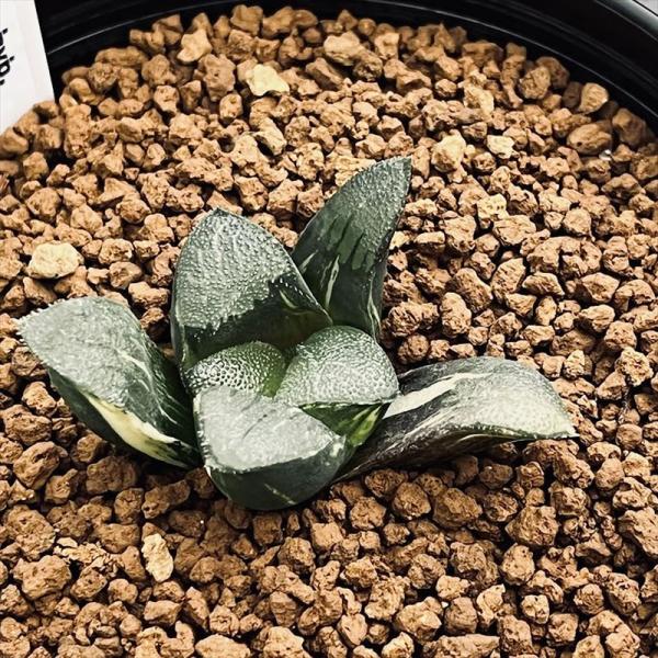 多肉植物：ハオルチア コレクタ錦×ジュピター コレクタ錦（KI）*幅4.5