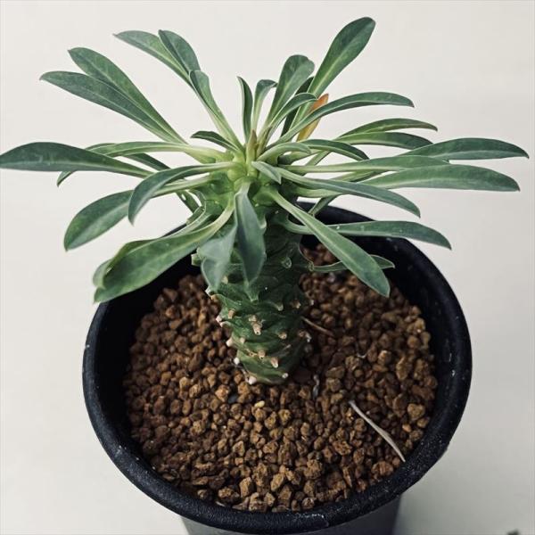 【大量】峨眉山鉄甲　ユーフォルビア属　がびざんてっこう　多肉植物　サボテン 多肉植物：ユーフォルビア 峨眉山鉄甲（がびざんてっこう）*葉幅7cm