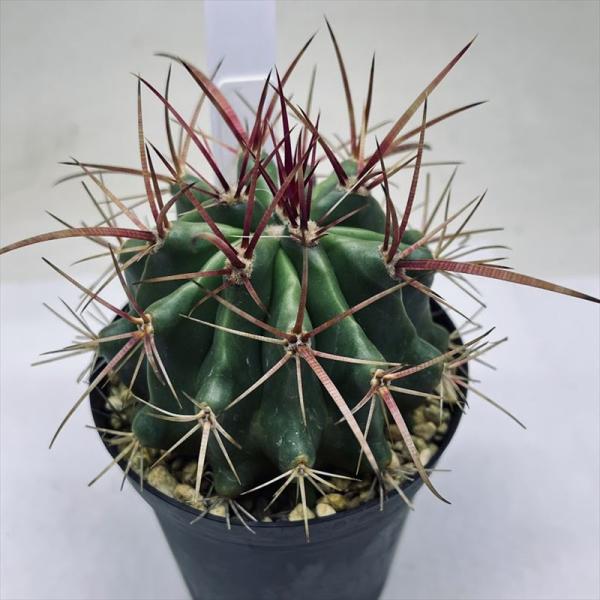 サボテン・フェロカクタス 赤鳳　大株　7 サボテン フェロカクタス 赤鳳 × プラ鉢 | 最終的にサボテン