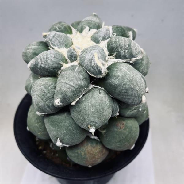 変わり疣青磁牡丹 サボテン もうそろそろ目覚まし⏰誘い水やろかなぁ #変わり疣青磁牡丹