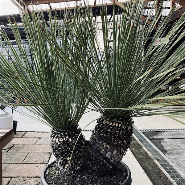 多肉植物：ダシリリオン セラティフォリウム 分頭*幅120cm 現品