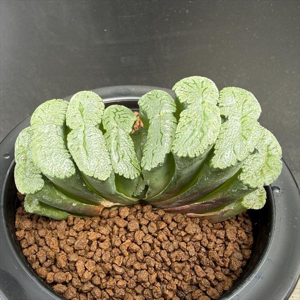 多肉植物：ハオルチア 玉扇 T51*幅9cm 現品！一品限り : 遊恵盆栽