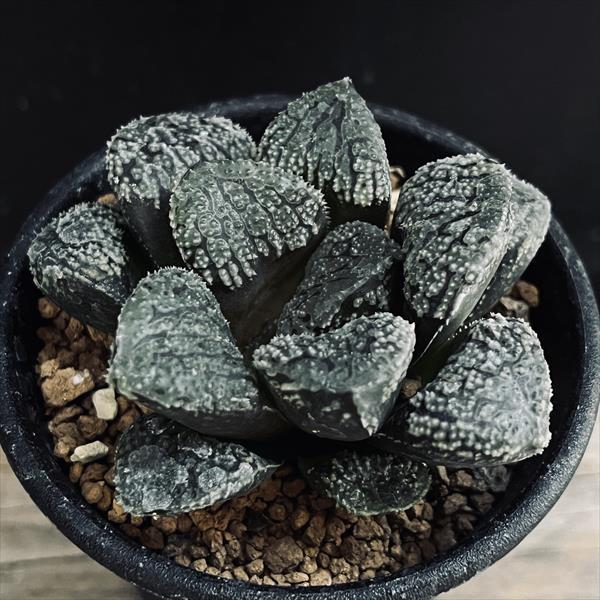多肉植物：ハオルチア 指輪物語*幅6cm : 遊恵盆栽 Yahoo!店 - 通販