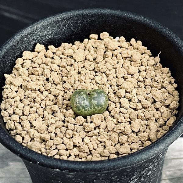 多肉植物：コノフィツム メリディアヌム*幅1cm : 遊恵盆栽 Yahoo!店