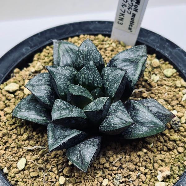 ❣️厳選❣️多肉植物❣️ハオルチア❣️ムチカ❣️群生株❣️鉢ごと❣️ ハオルチア ムチカ系 交配種 10cm鉢 苗 園芸 ガーデニング 通販