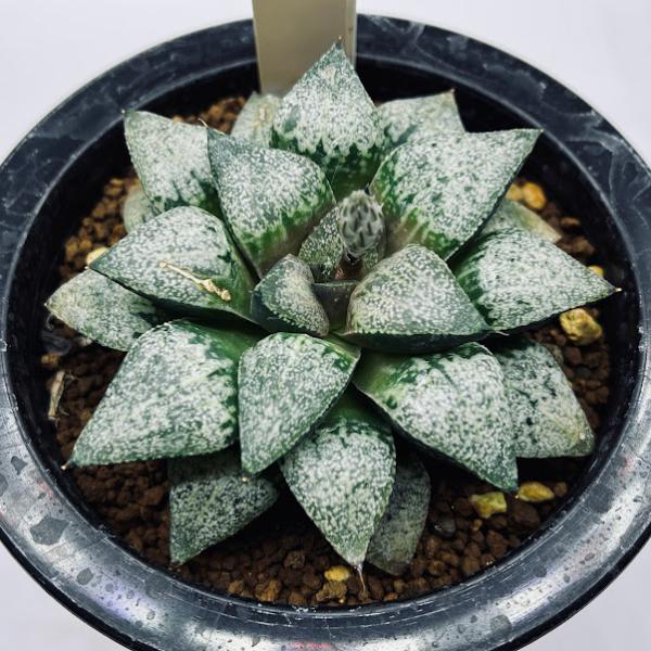 多肉植物：ハオルチア ピクタ*幅8cm 現品！一品限り ※葉に傷あり