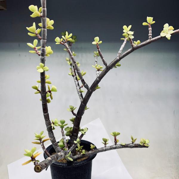 y-bonsai_s12838v
