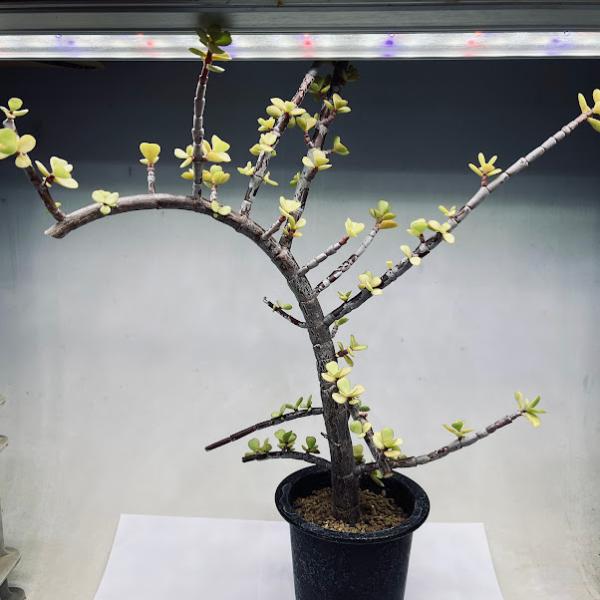 多肉植物：ポーチュラカリア 銀杏木（いちょうぼく）*幅34cm 現品