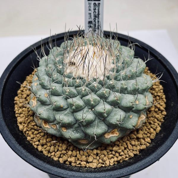 サボテン:ストロンボカクタス 菊水 自根*幅8.8cm 現品!一品 サボテン:ストロンボカクタス 菊水 自根*幅8.8cm 現品!一品