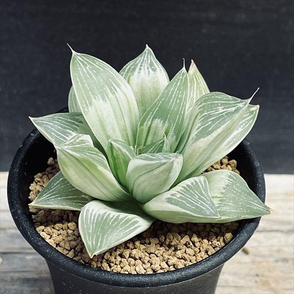 多肉植物：ハオルチア ミルキーウェイ*幅6.5cm : 遊恵盆栽 Yahoo!店