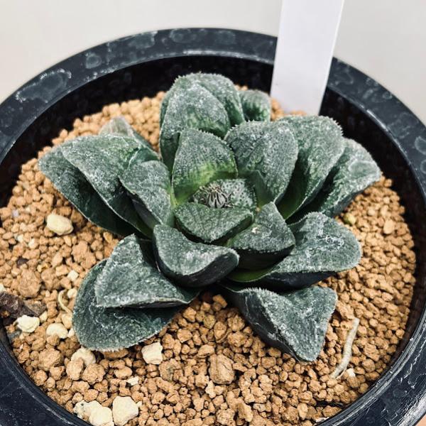 多肉植物：ハオルチア ピグマエアhyb.*幅8cm 現品！一品限り : 遊恵