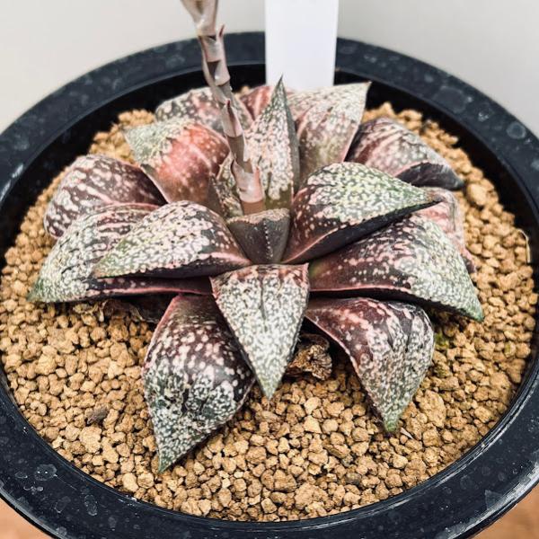 ピクタ銀河実生 黄金ノリ斑 多肉植物 ハオルチア アロエ ピクタ銀河実生 黄金ノリ斑 多肉植物 ハオルチア アロエ