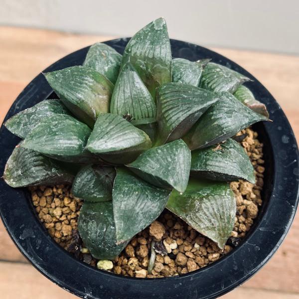 多肉植物：ハオルチア マトリクス*M 幅9cm : 遊恵盆栽 Yahoo!店
