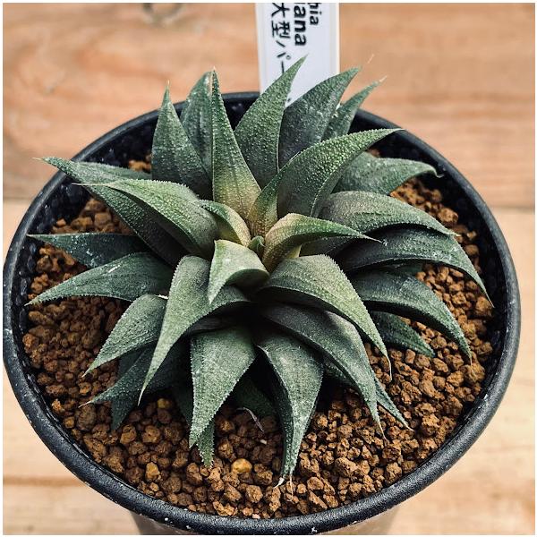 多肉植物：ハオルチア 金子氏大型パークシアナ*幅8cm : 遊恵