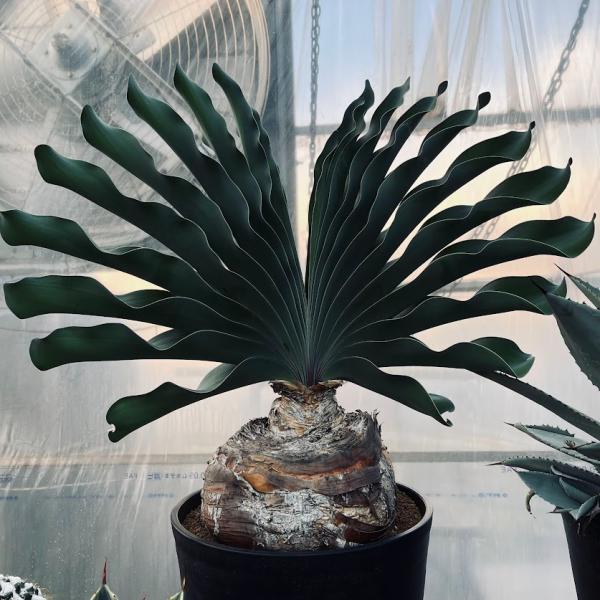 コーデックス：ブーファン ハエマンソイデス*塊幅20cm 現品