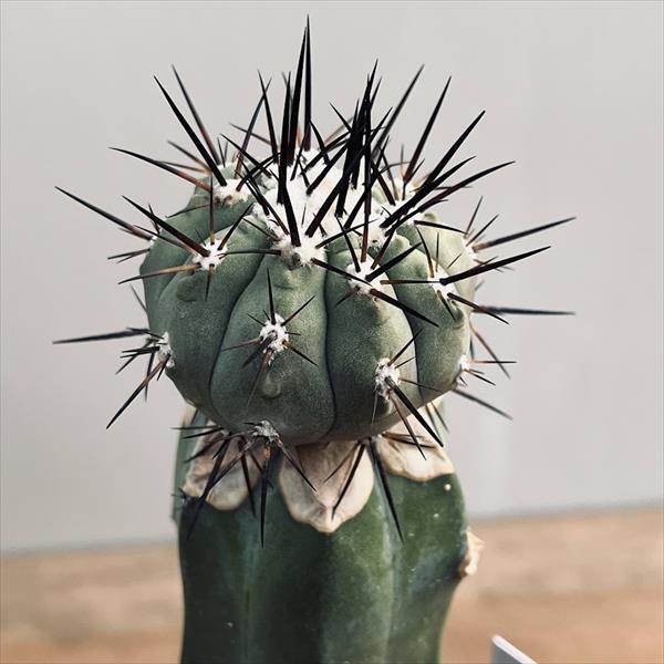 サボテン　コピアポア　黒王丸　台付 園芸ネット本店｜[ザ・ファームセレクト][送料無料]コピアポア：黒王丸