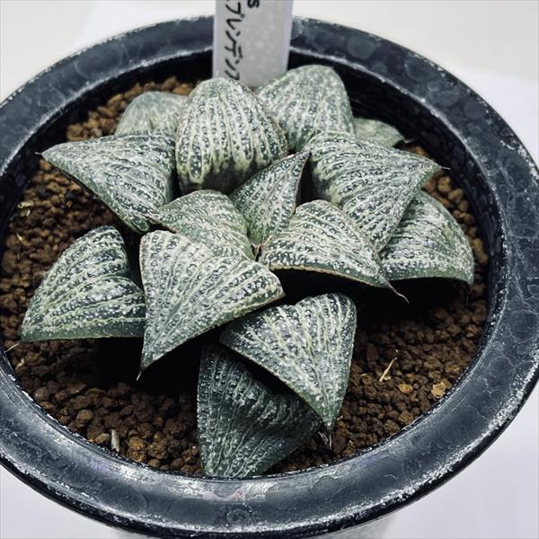 多肉植物　ハオルチア　スプレンデンス　ハイブリッド　 3本全部抜き苗 多肉植物 ハオルチア・スプレンデンス錦