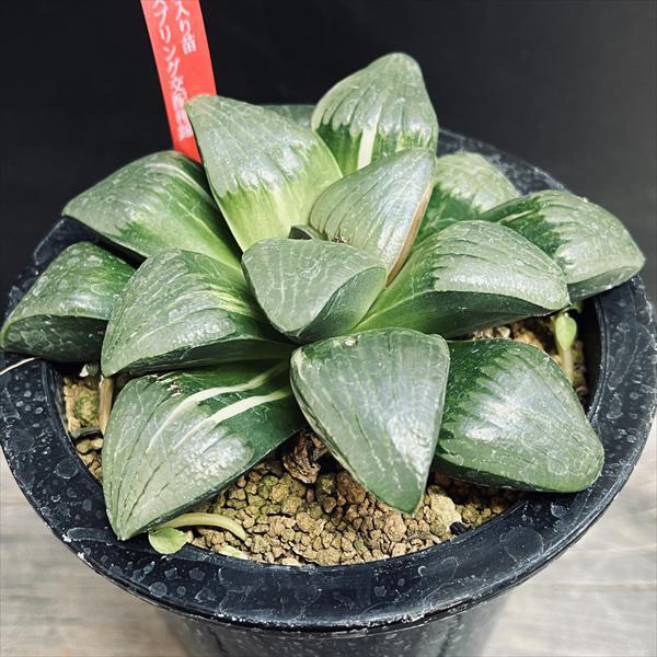 多肉植物:ハオルチア スプリングボクブラケンシス交配種錦*幅 多肉植物:ハオルチア スプリングボクブラケンシス交配種錦*幅