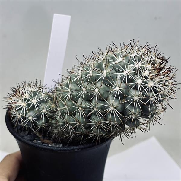 サボテン：マミラリア 蓬莱宮*幅11cm 現品！一品限り : 遊恵盆栽